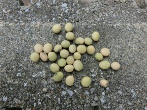 枝豆の種